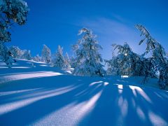Tapeta Nature trees with snow 010.jpg